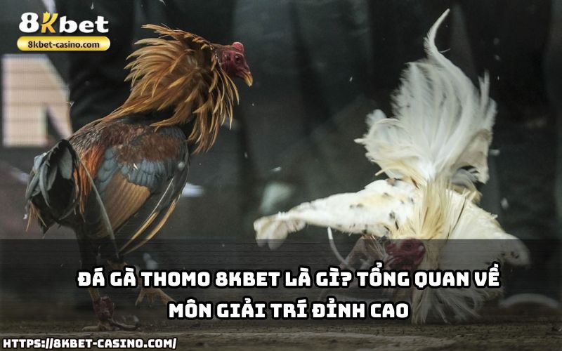 Đá Gà Thomo 8KBET là môn giải trí hấp dẫn, mang đến trải nghiệm kịch tính và cơ hội thắng lớn Đá Gà Thomo 8KBET là môn giải trí hấp dẫn, mang đến trải nghiệm kịch tính và cơ hội thắng lớn