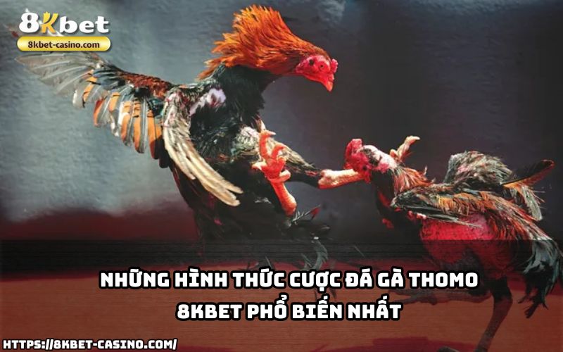 Tìm hiểu các hình thức cược Đá Gà Thomo 8KBET phổ biến để anh em tham gia dễ dàng và thắng lớn Tìm hiểu các hình thức cược Đá Gà Thomo 8KBET phổ biến để anh em tham gia dễ dàng và thắng lớn