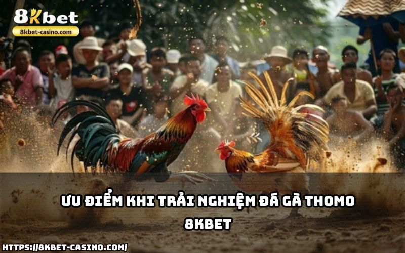 Đá Gà Thomo 8KBET nổi bật với hình thức cá cược minh bạch, giao diện dễ dùng và tỷ lệ trả thưởng cao Đá Gà Thomo 8KBET nổi bật với hình thức cá cược minh bạch, giao diện dễ dùng và tỷ lệ trả thưởng cao