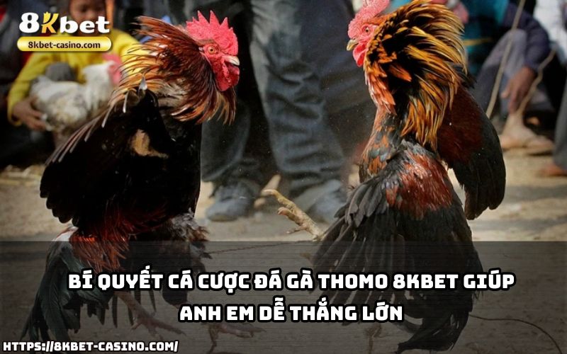 Áp dụng ngay bí quyết cá cược Đá Gà Thomo 8KBET để tối ưu cơ hội thắng lớn và giảm rủi ro Áp dụng ngay bí quyết cá cược Đá Gà Thomo 8KBET để tối ưu cơ hội thắng lớn và giảm rủi ro
