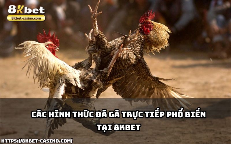 Khám phá các hình thức đá gà trực tiếp 8KBET phổ biến, từ truyền thống đến hiện đại, ngay hôm nay Khám phá các hình thức đá gà trực tiếp 8KBET phổ biến, từ truyền thống đến hiện đại, ngay hôm nay